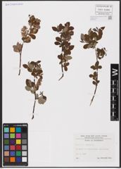 Foto von Salix aurita L.